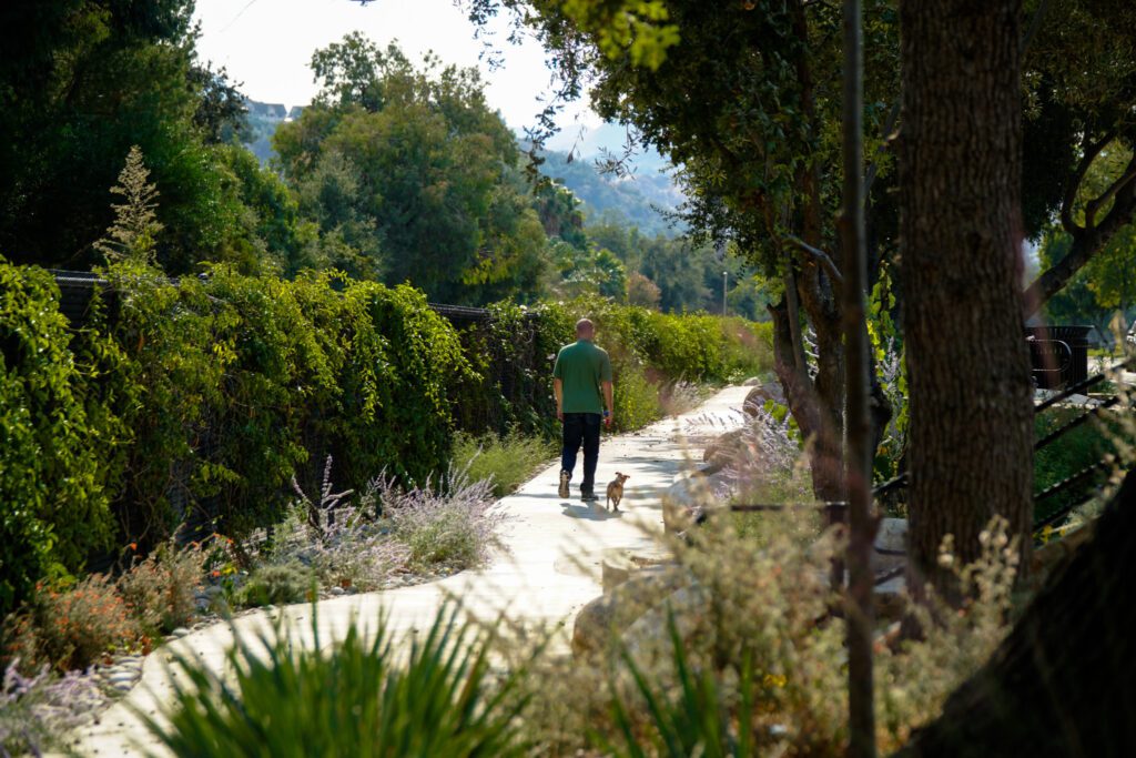 A person walking alone on a sunlit garden path surrounded by greenery.