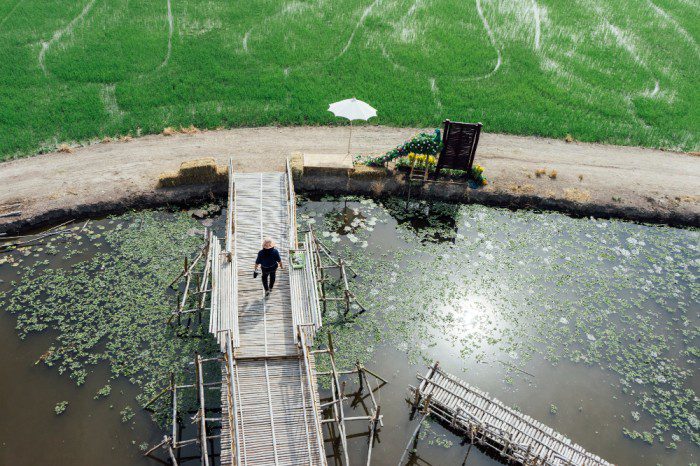 Man walking on a wooden pier over algae-covered water near a green field.