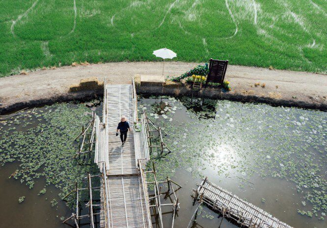 Man walking on a wooden pier over algae-covered water near a green field.